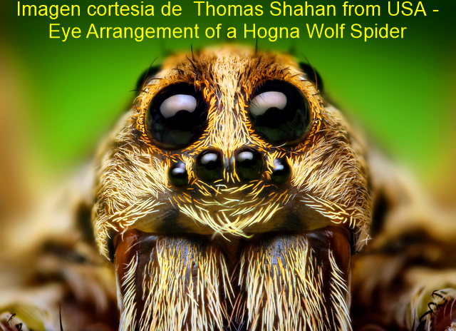 Eye Arrangement of a Hogna Wolf Spider